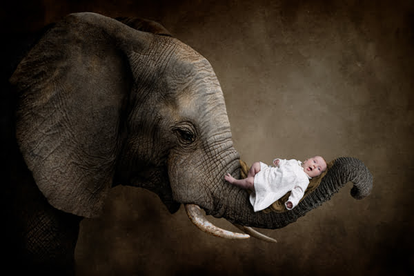 Elephant Baby